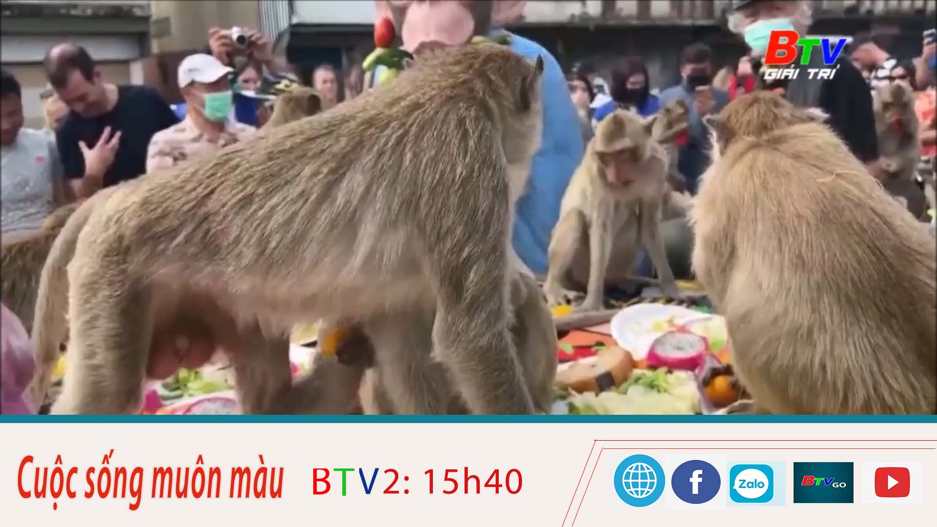 Tiệc thường niên cho hàng ngàn con khỉ ở Thái Lan